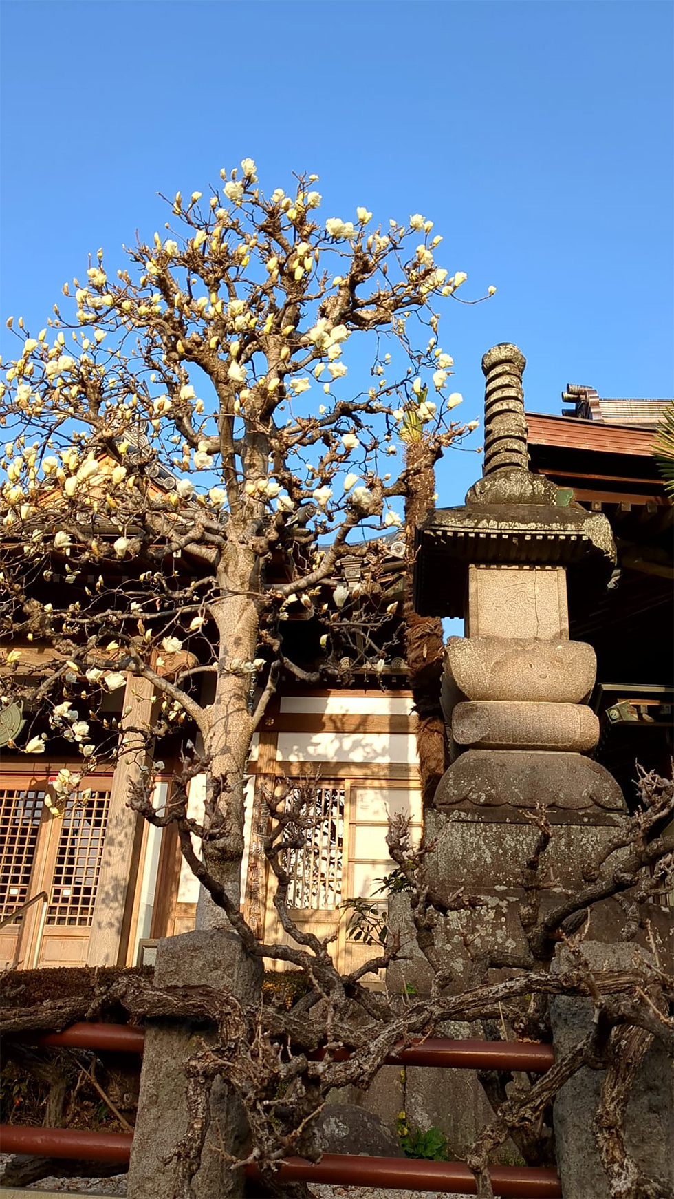 愛染堂前のハクモクレン